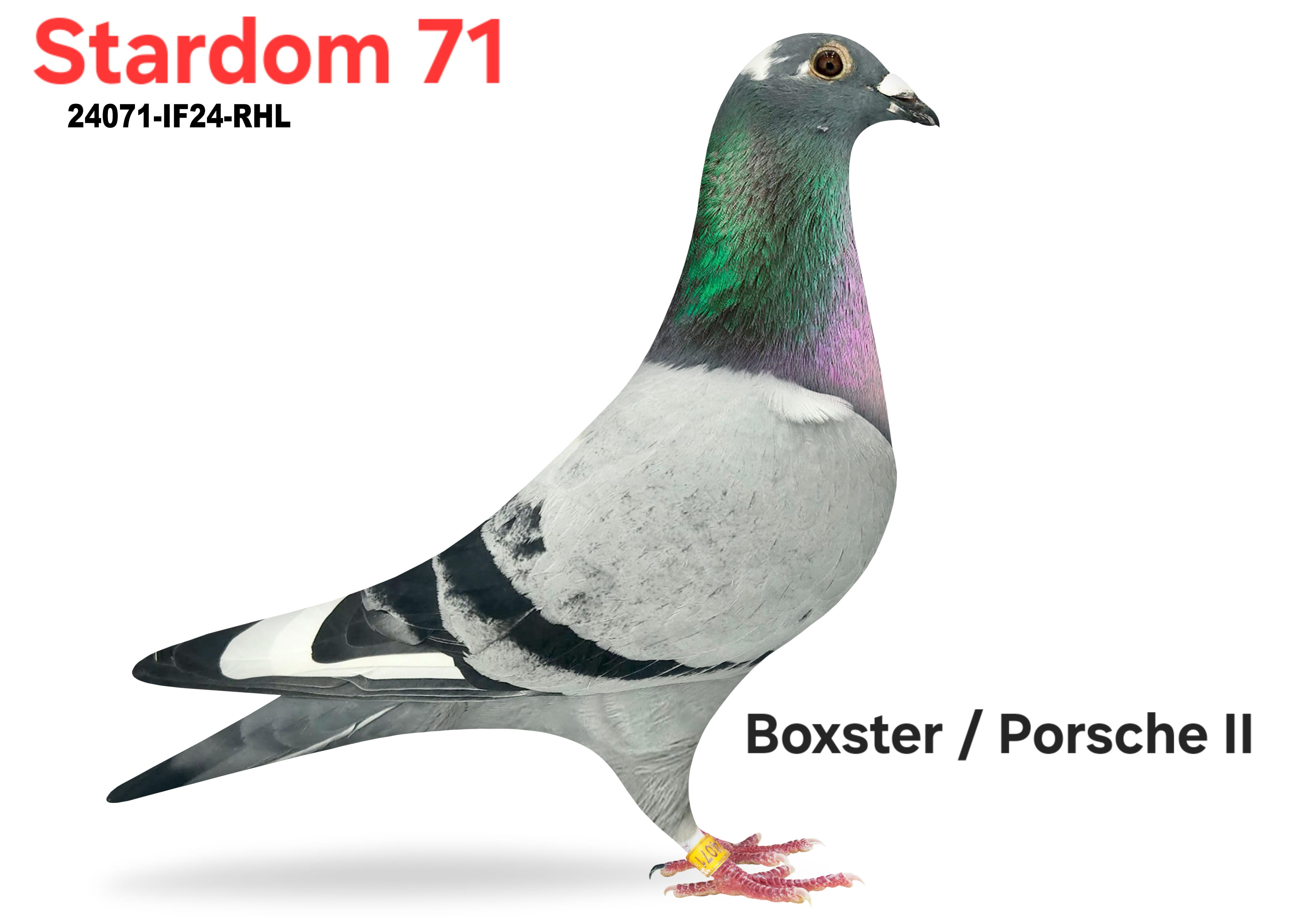 iPigeon.com - Racing Pigeon Auction