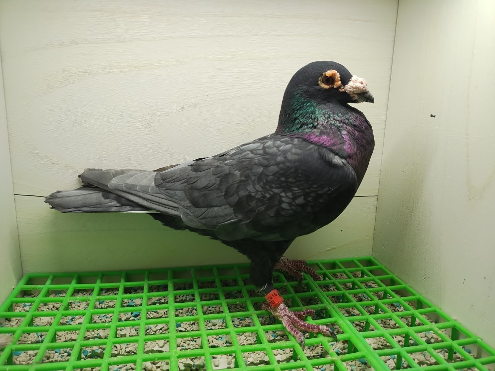 Andalusian Bastin cock