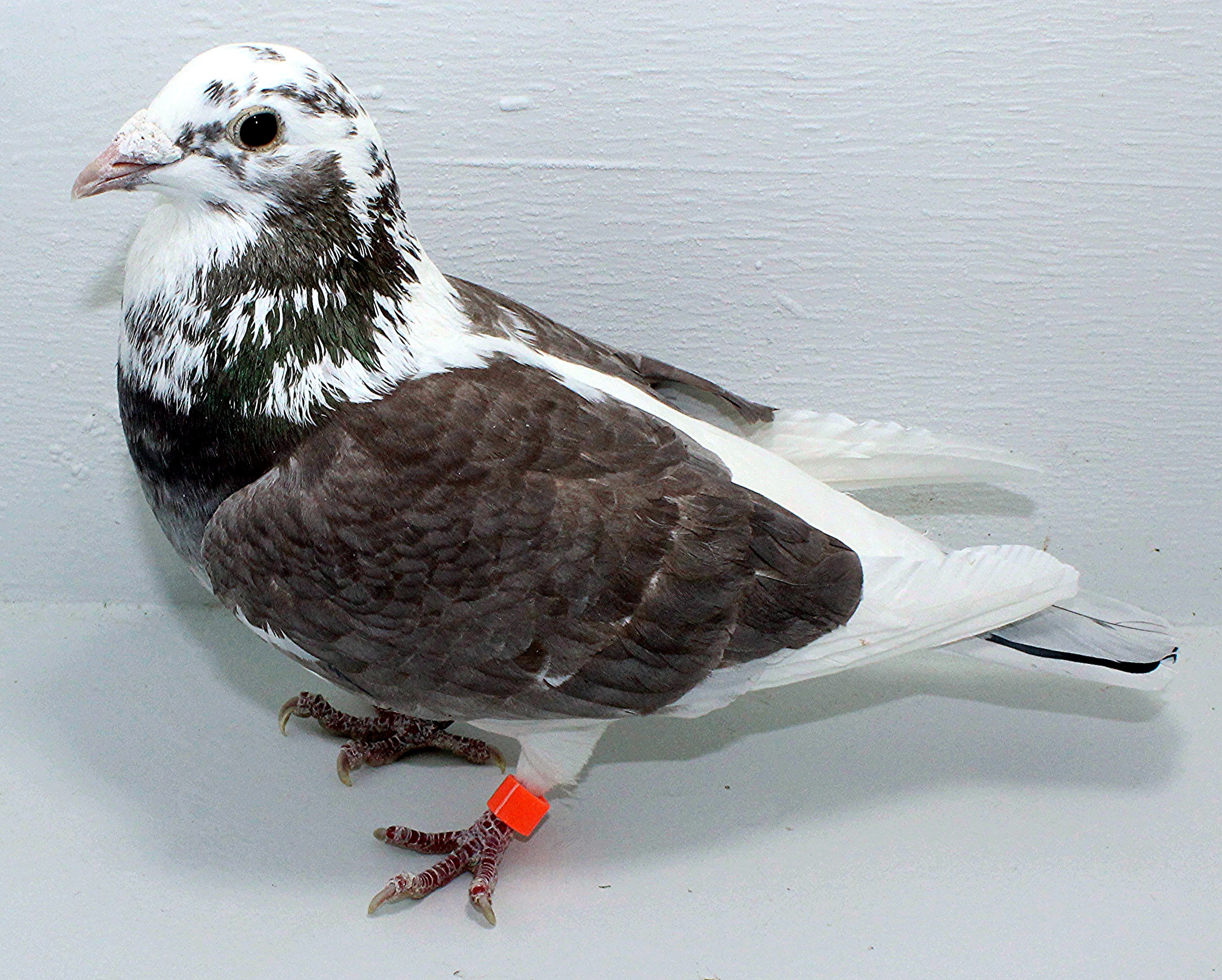 2500 NPA 2025 Pure Paul Sion