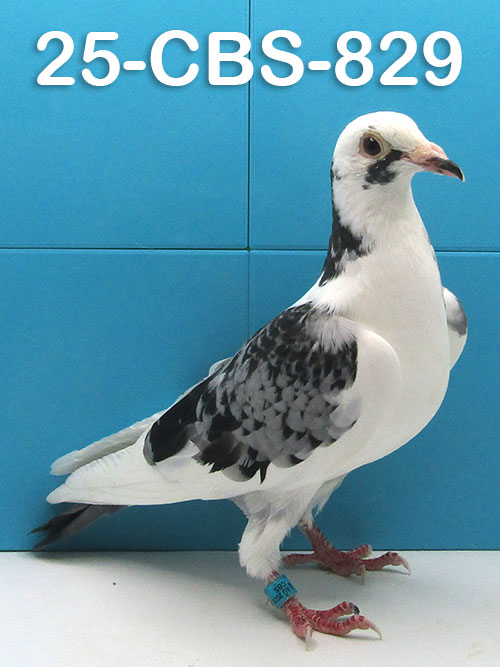 25-CBS-829 BC SPLASH HEN