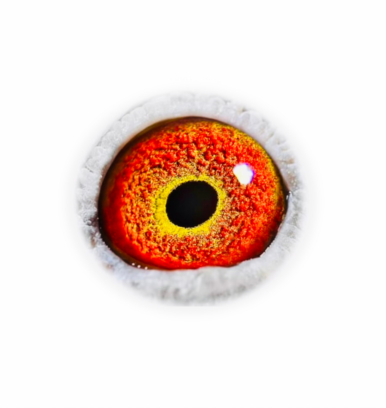 Preview Image 2
