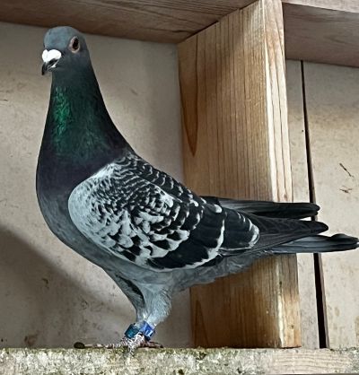 IF-25-TFLMD-452 BLUE CHECKER COCK