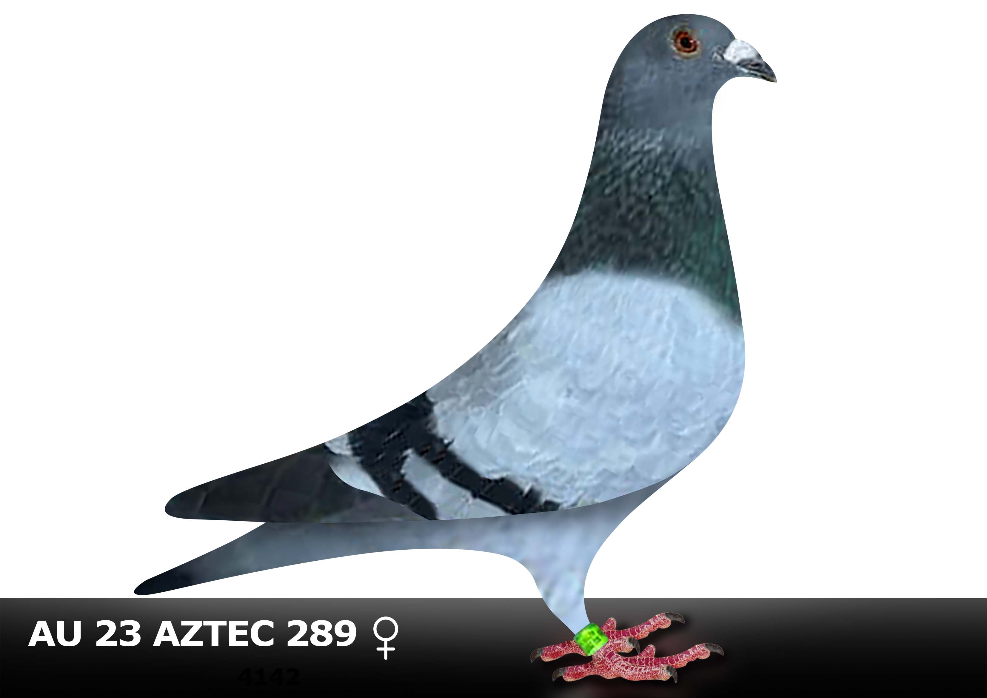 iPigeon.com - Racing Pigeon Auction