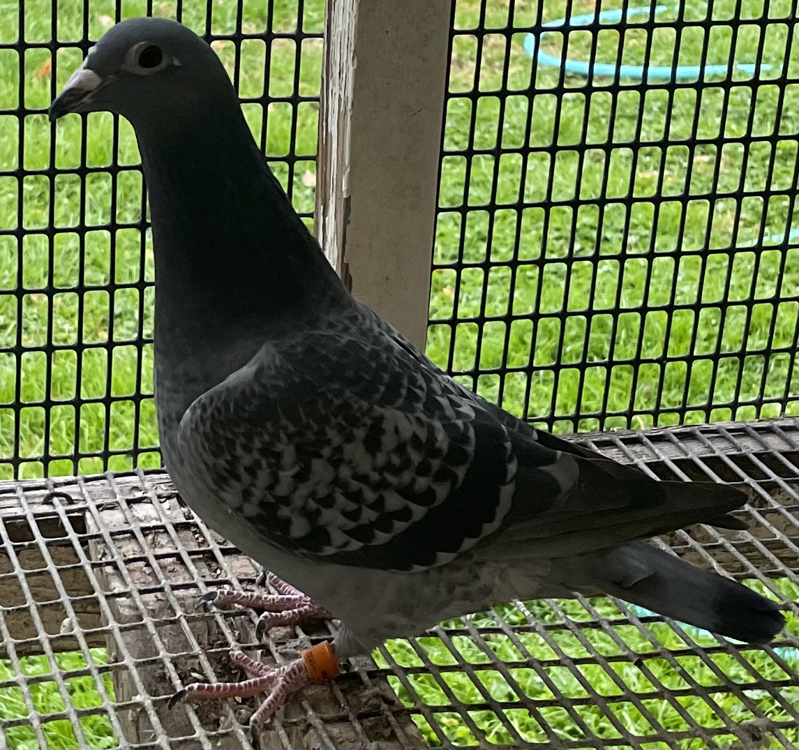 IF 2025 PFSC 51116 BLUE CH SPL HEN