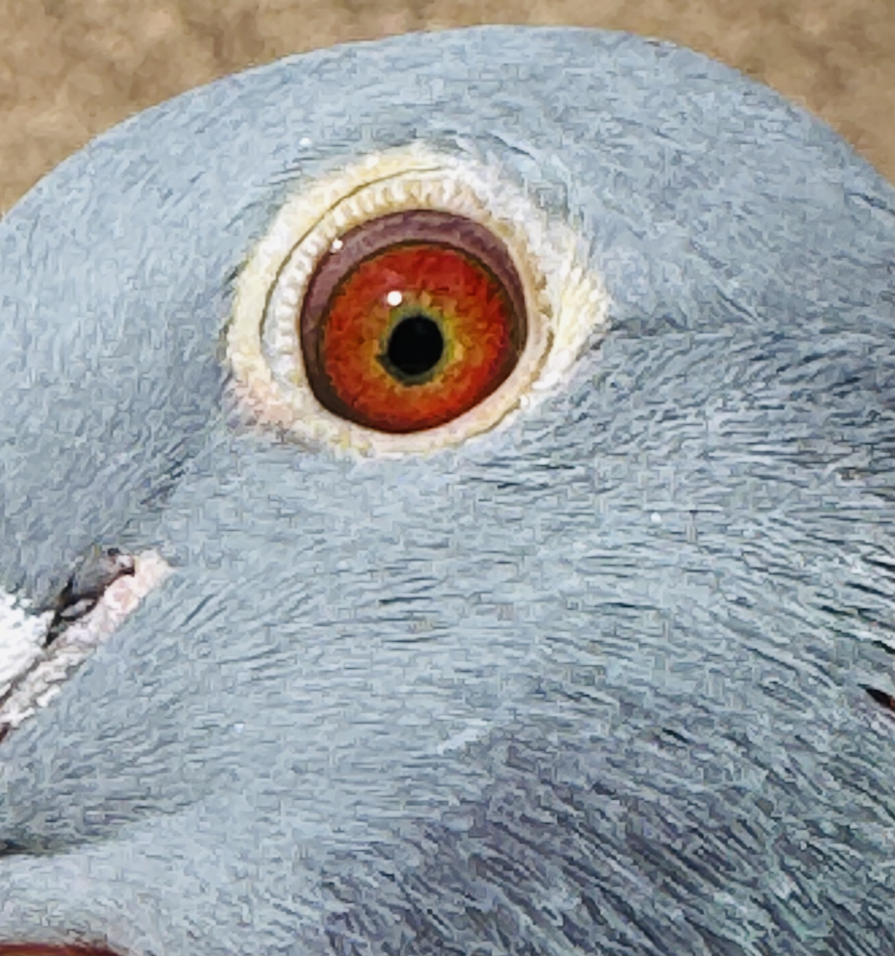 Preview Image 4