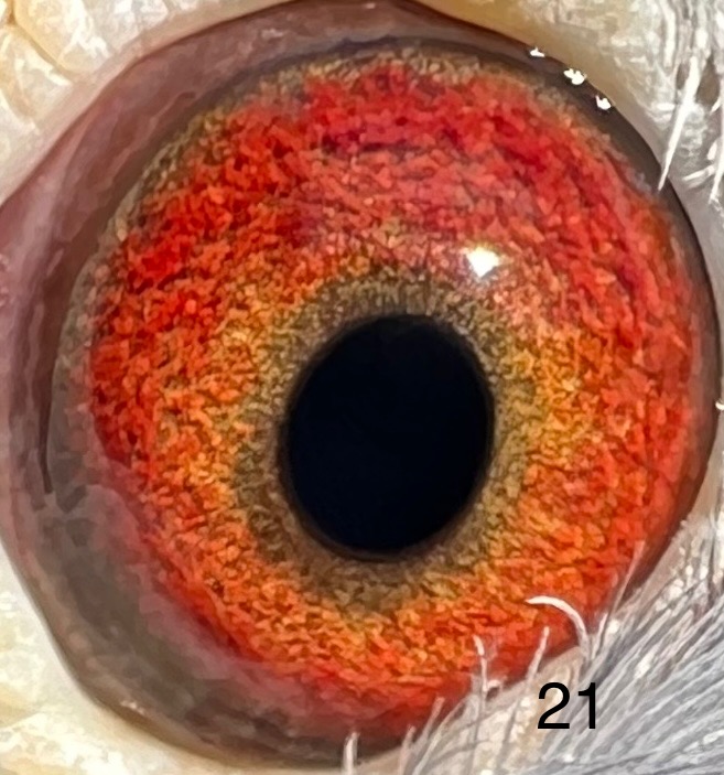 Jan Aarden blood line