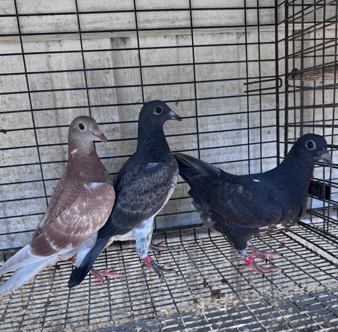 3 BIRD RACING OR BREEDING KIT OF SCHELLENS