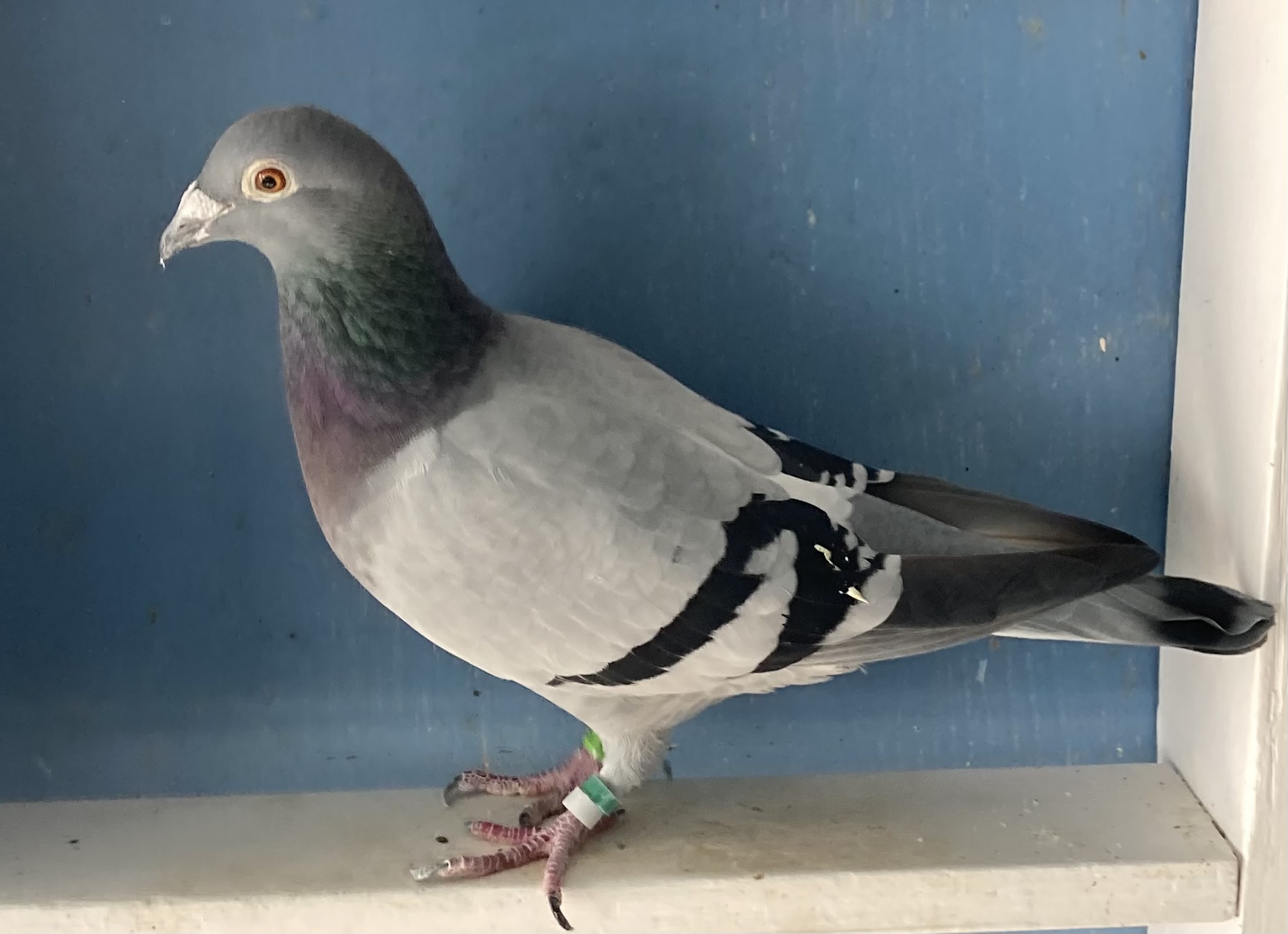 Wolverine /Hercules - Excellent Racer