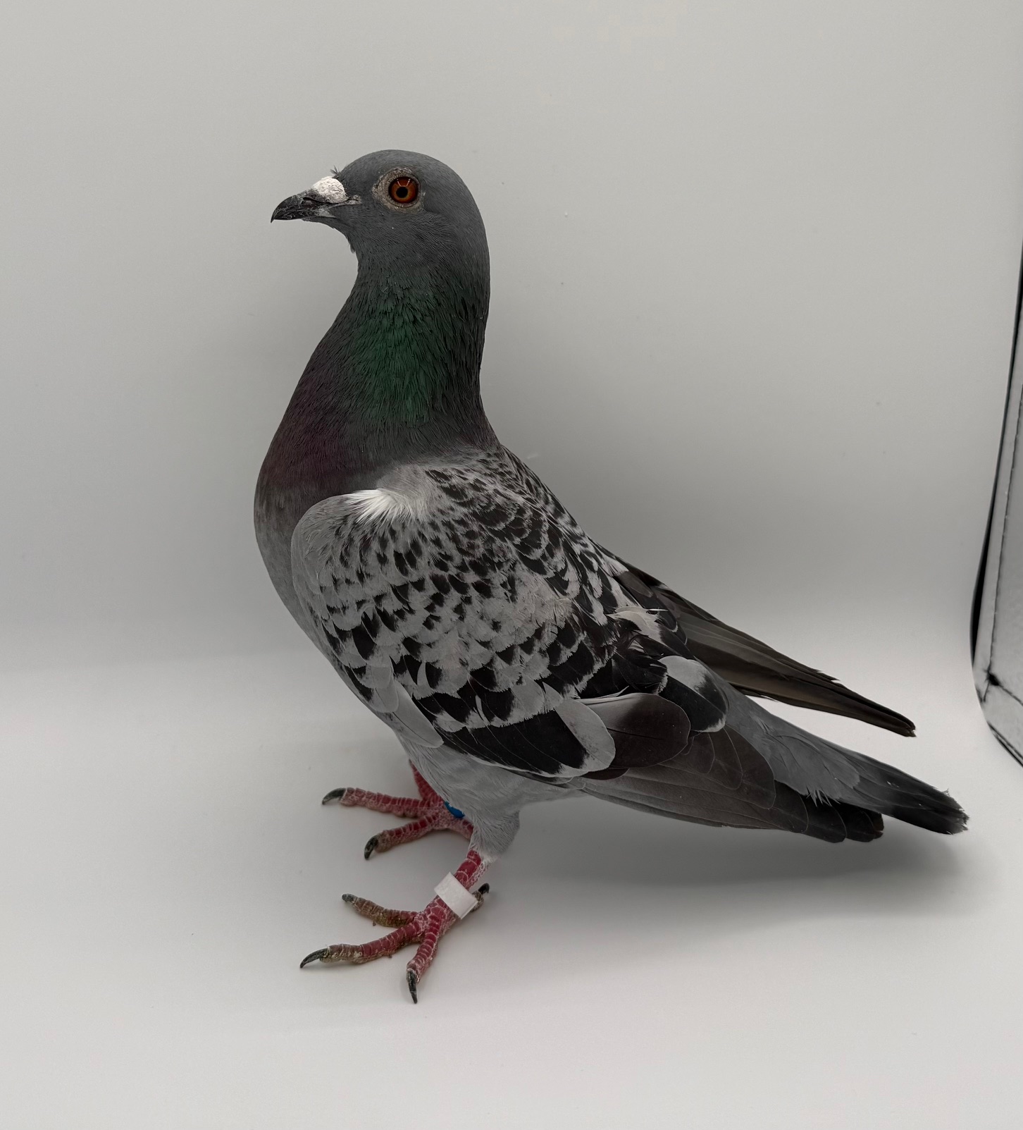 OUT OF EASLEY SIRE AND DAM IS OUT OF WOLVERINE AND MONA LISA LINES