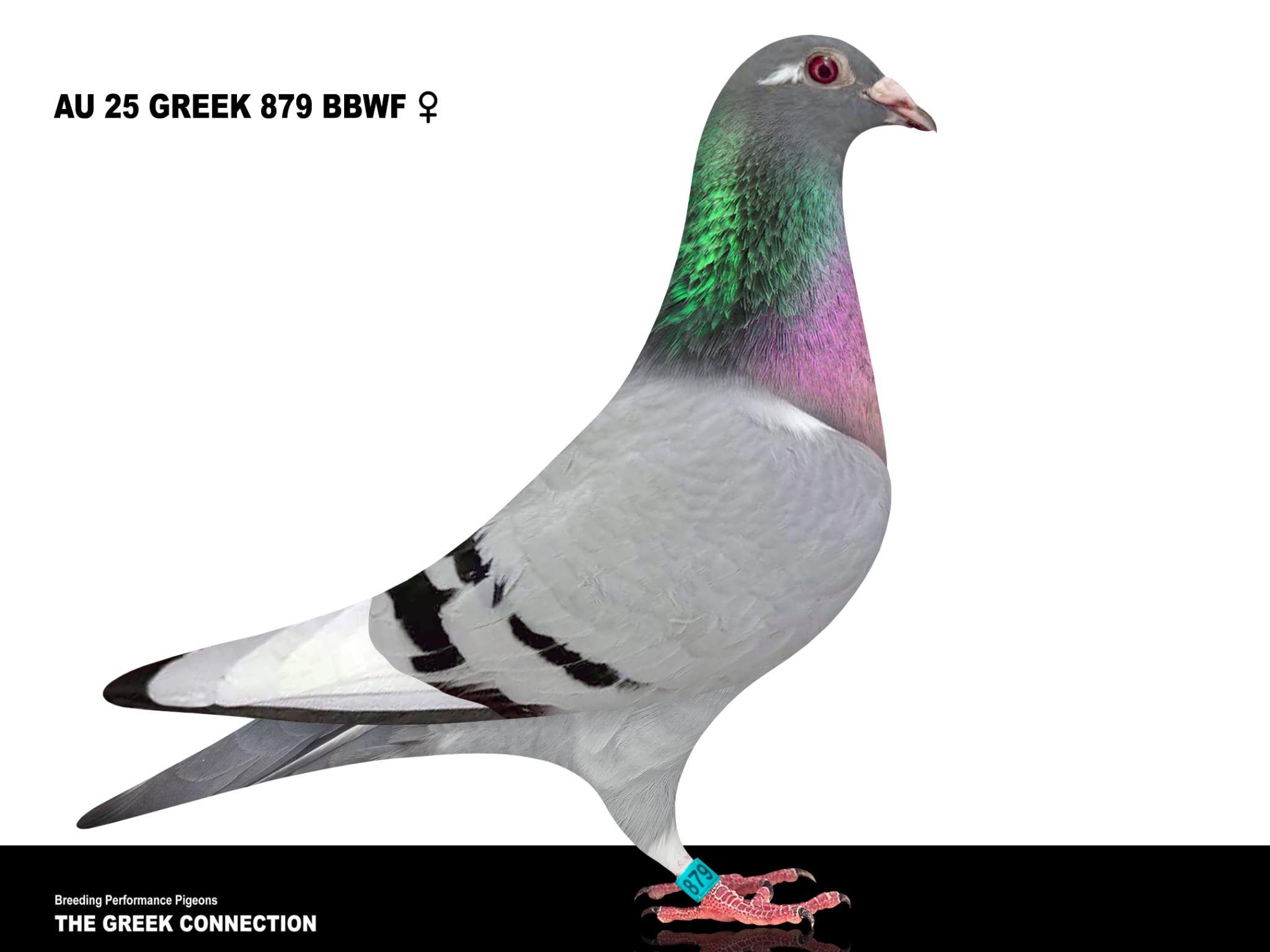 AU 25 GREEK 879 BBWF HEN