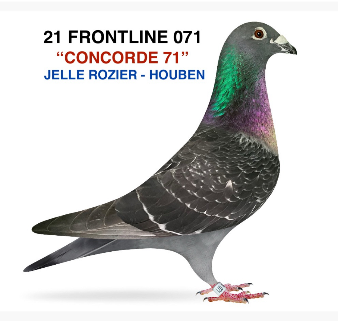 JELLE ROZIER - HOUBEN ( COCK)