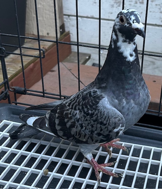 2X Thomas 6 /Marple&Wolverine