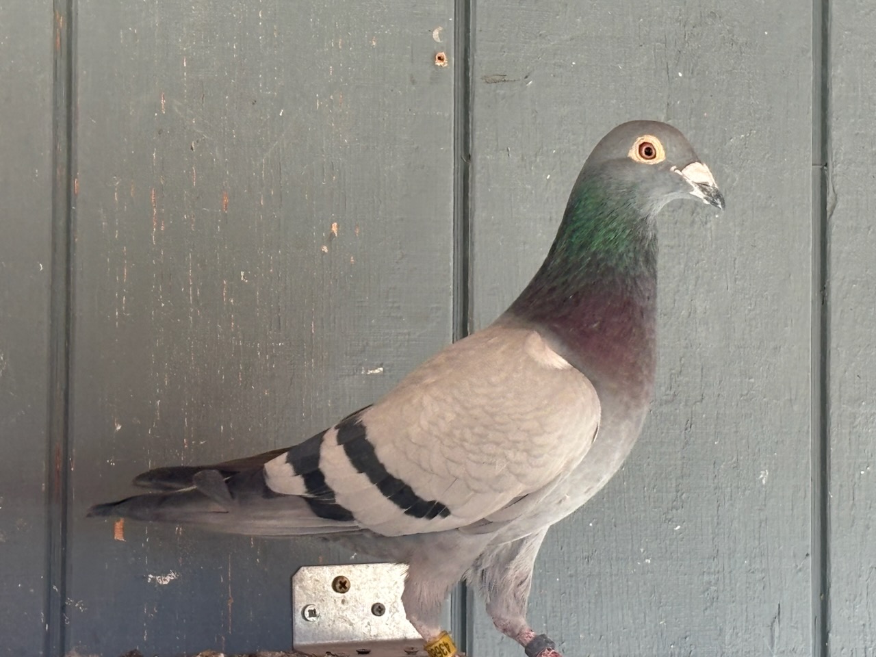 2024/2025 Father & Daughter pair