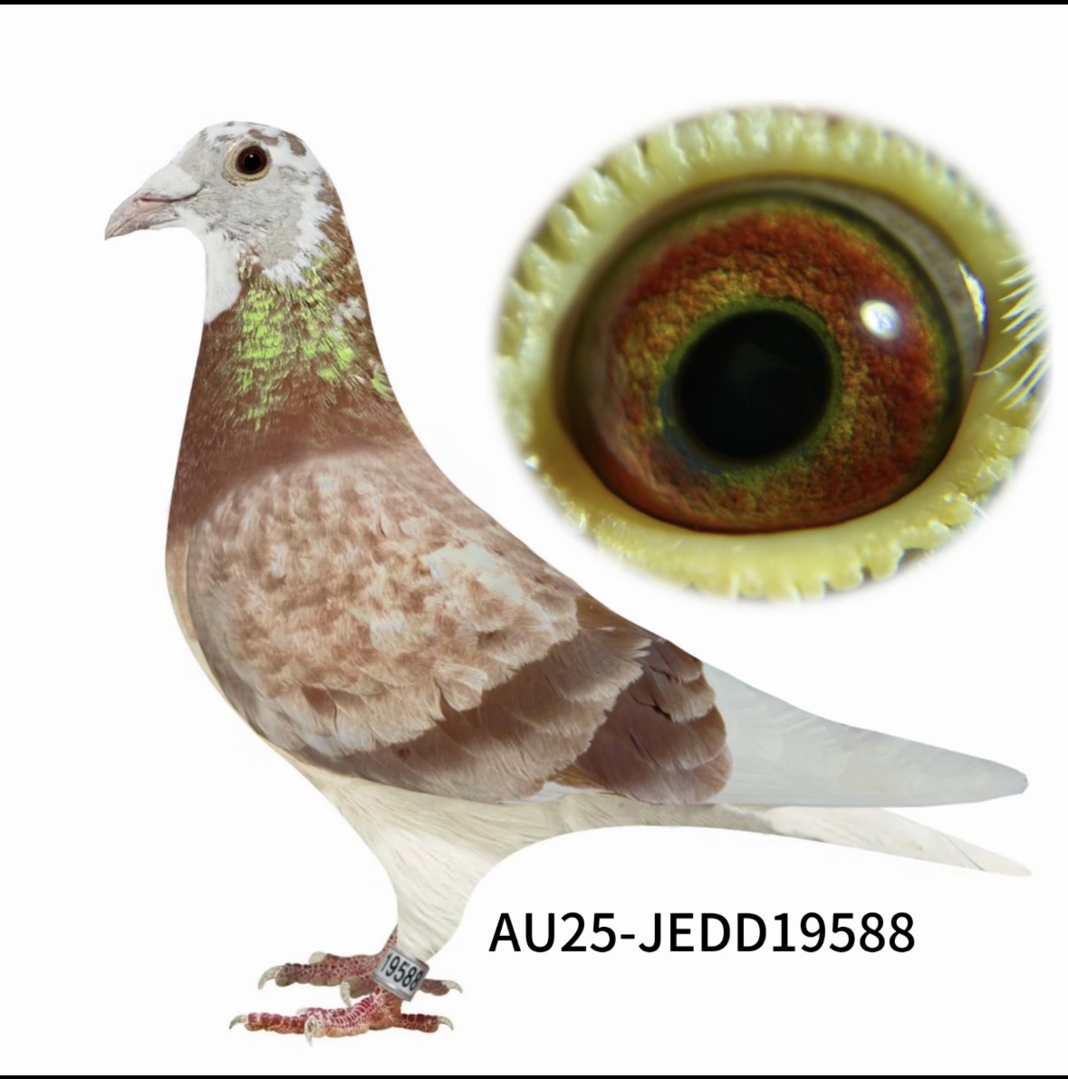Preview Image 2