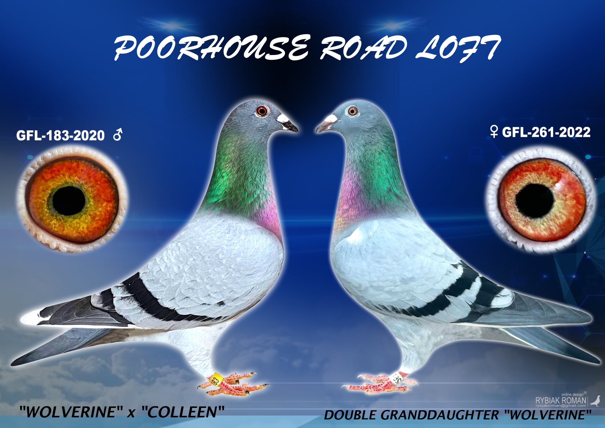 iPigeon.com - Racing Pigeon Auction