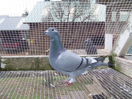 AU 2025 JEDDS "4651"