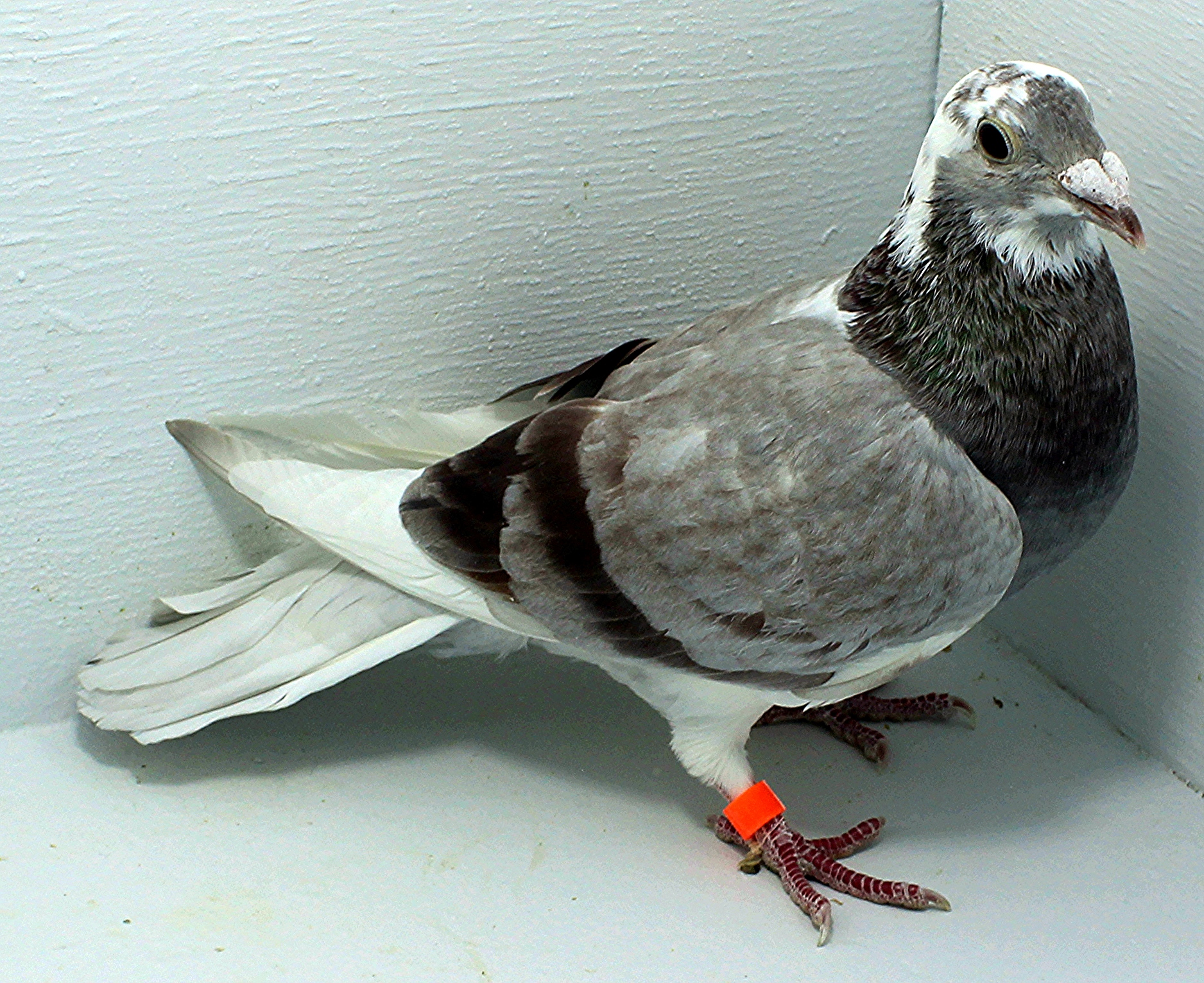 46 USA 2025 Pure Paul Sion