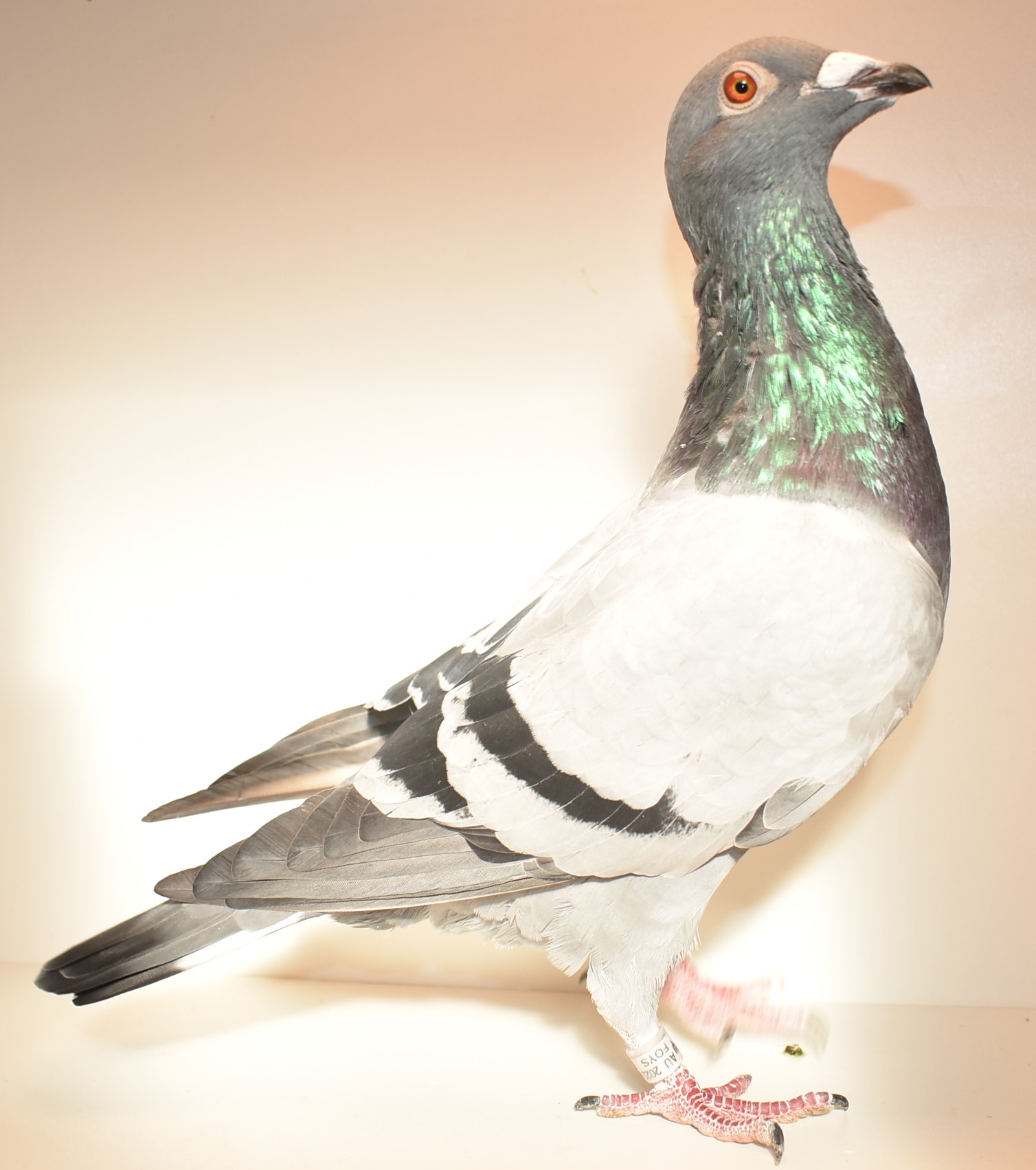 iPigeon.com - Racing Pigeon Auction