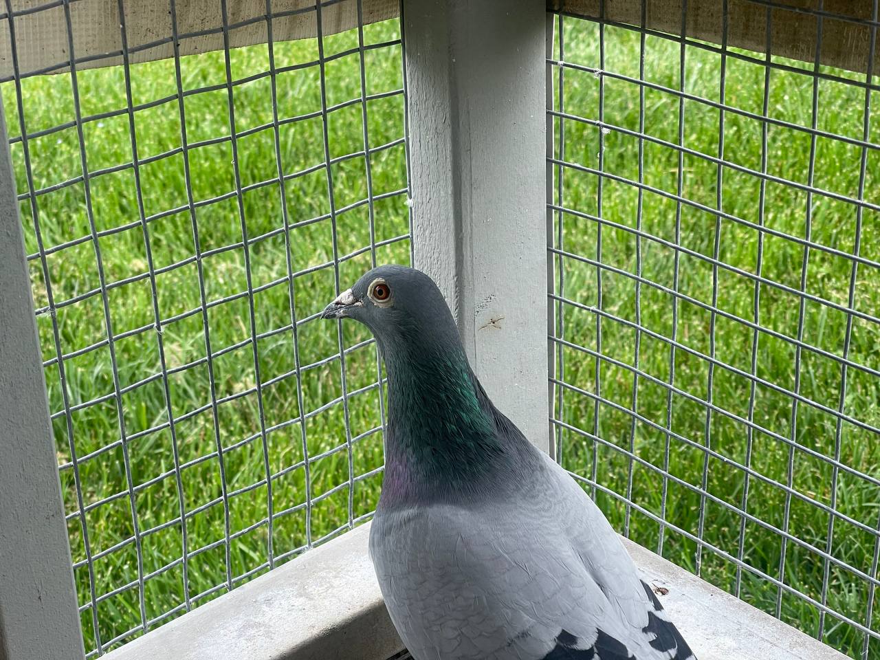 19 AU 11089 AA BBWF Cock