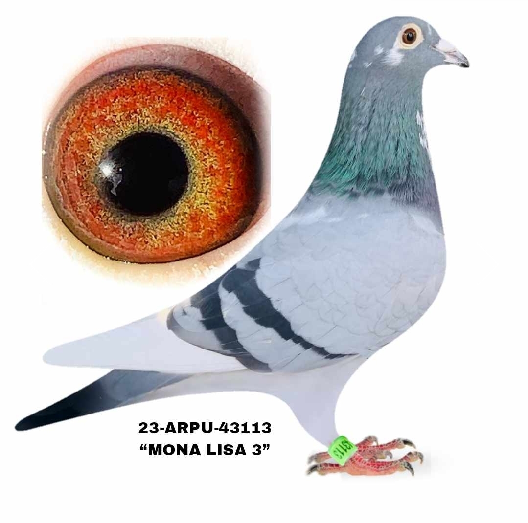 23-ARPU-43113 BBWF Cock 