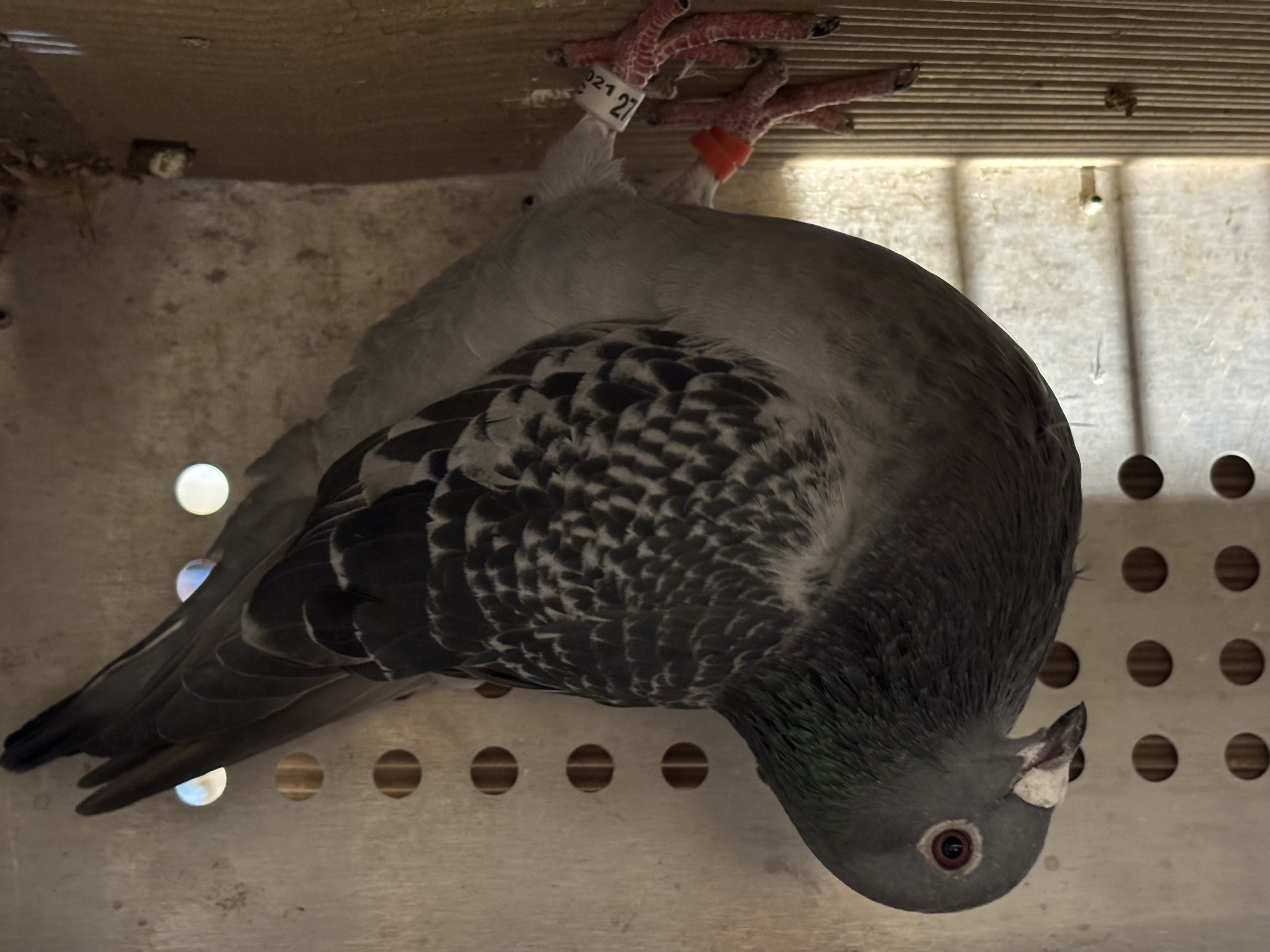 Super cross hebberech jellema