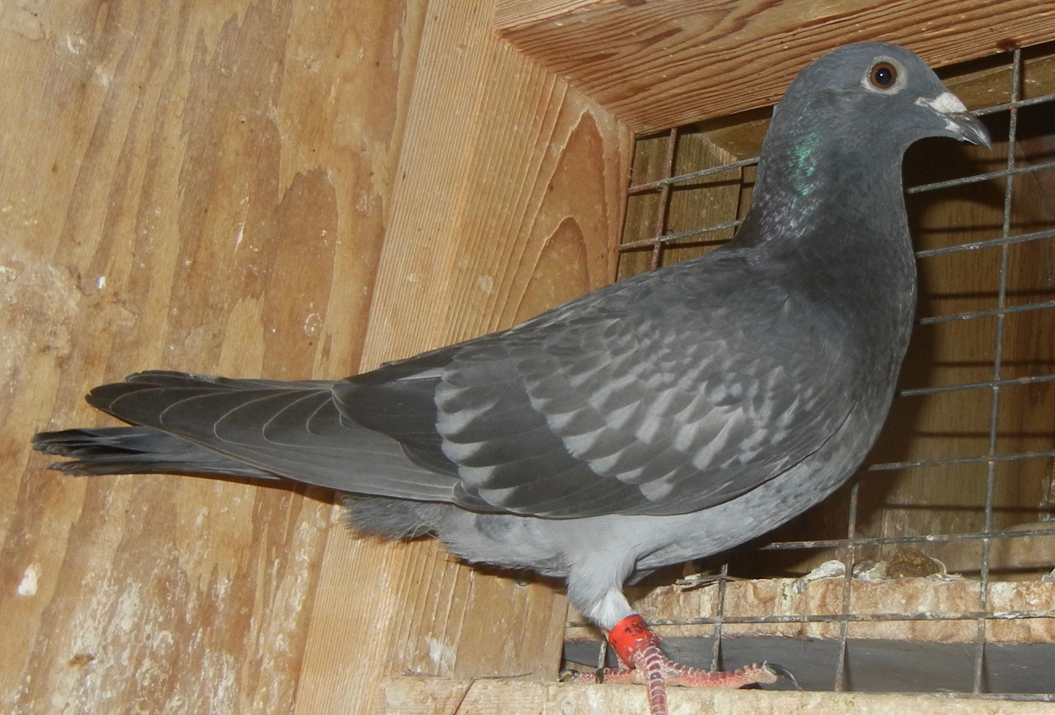 #1884 DC HVR . Best HVR BIRDS AVAILABLE TODAY 