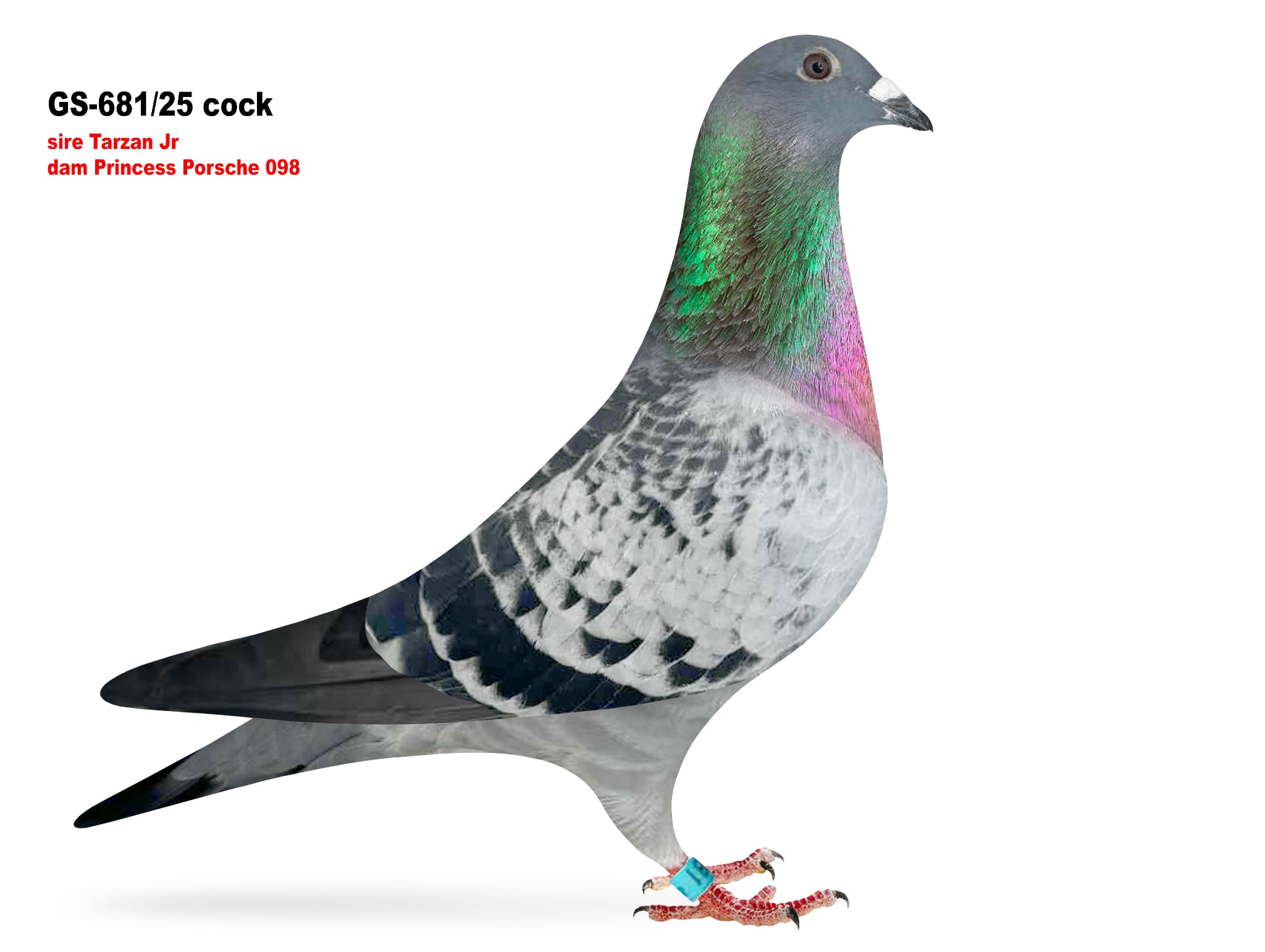 GS-681/25 Sire son of Tarzan x New Patrica