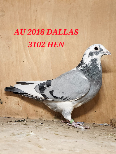 AU 18 DALLAS 3102 HEN