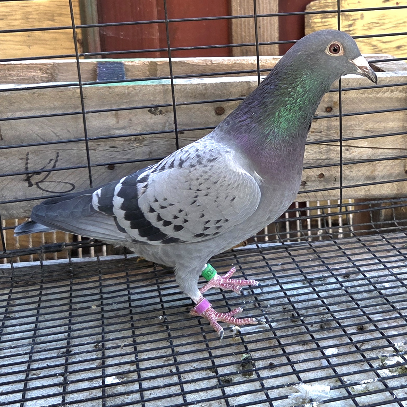 Preview Image 5