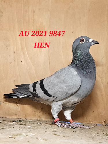 AU 9847 2021 HEN