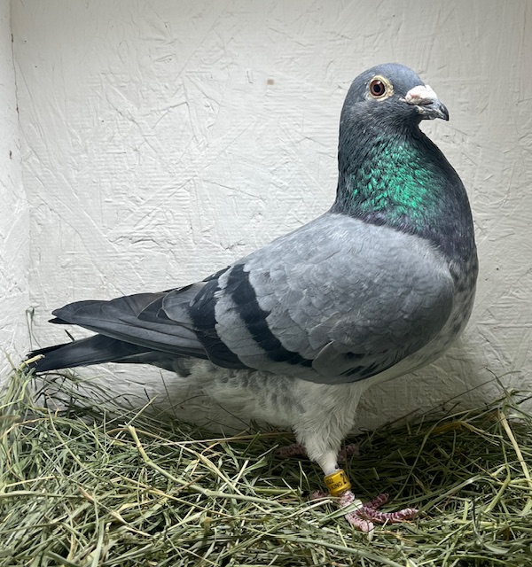 22-VITAKING-2126 Grizzle Cock 