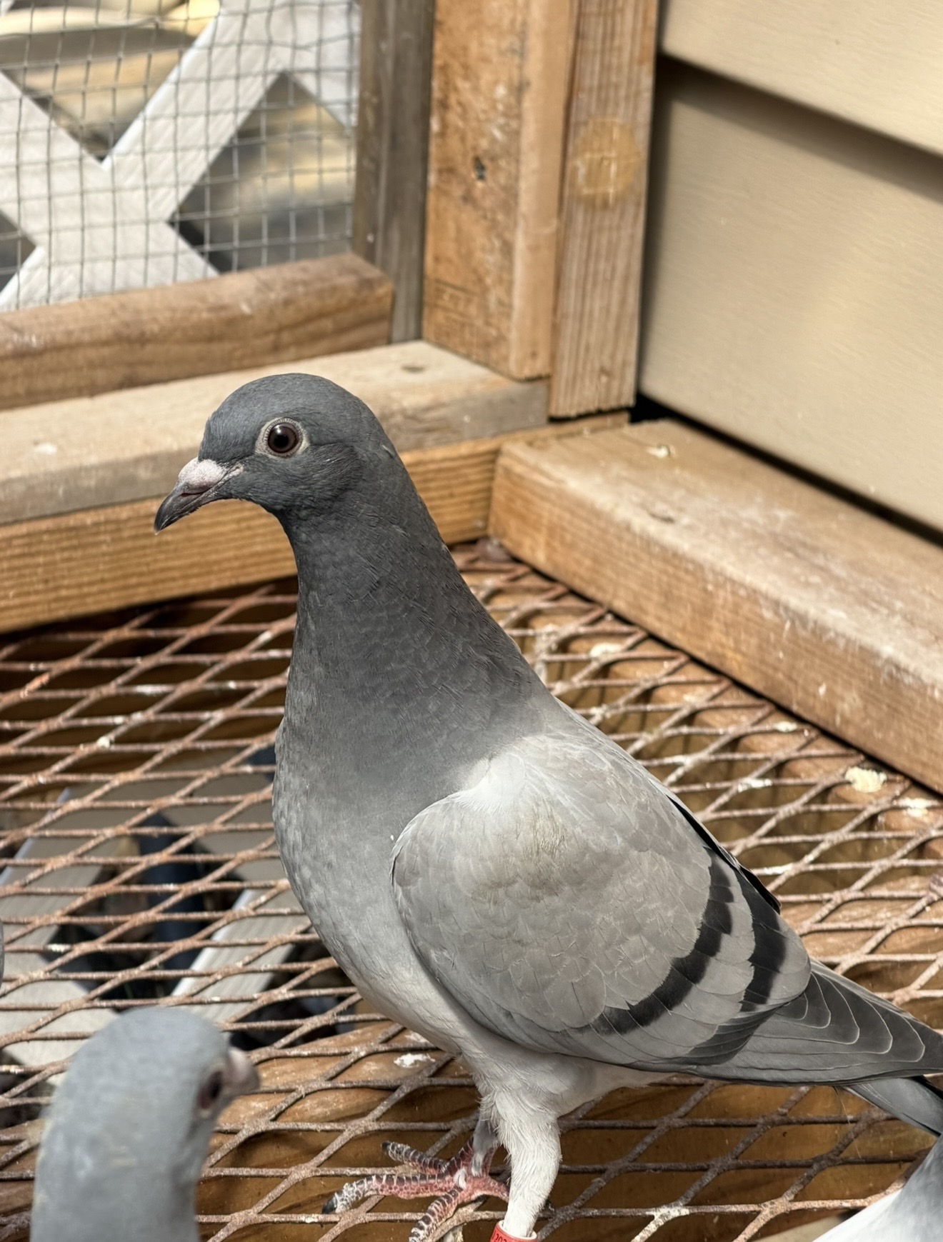 Au-26-Lin Loft-88805