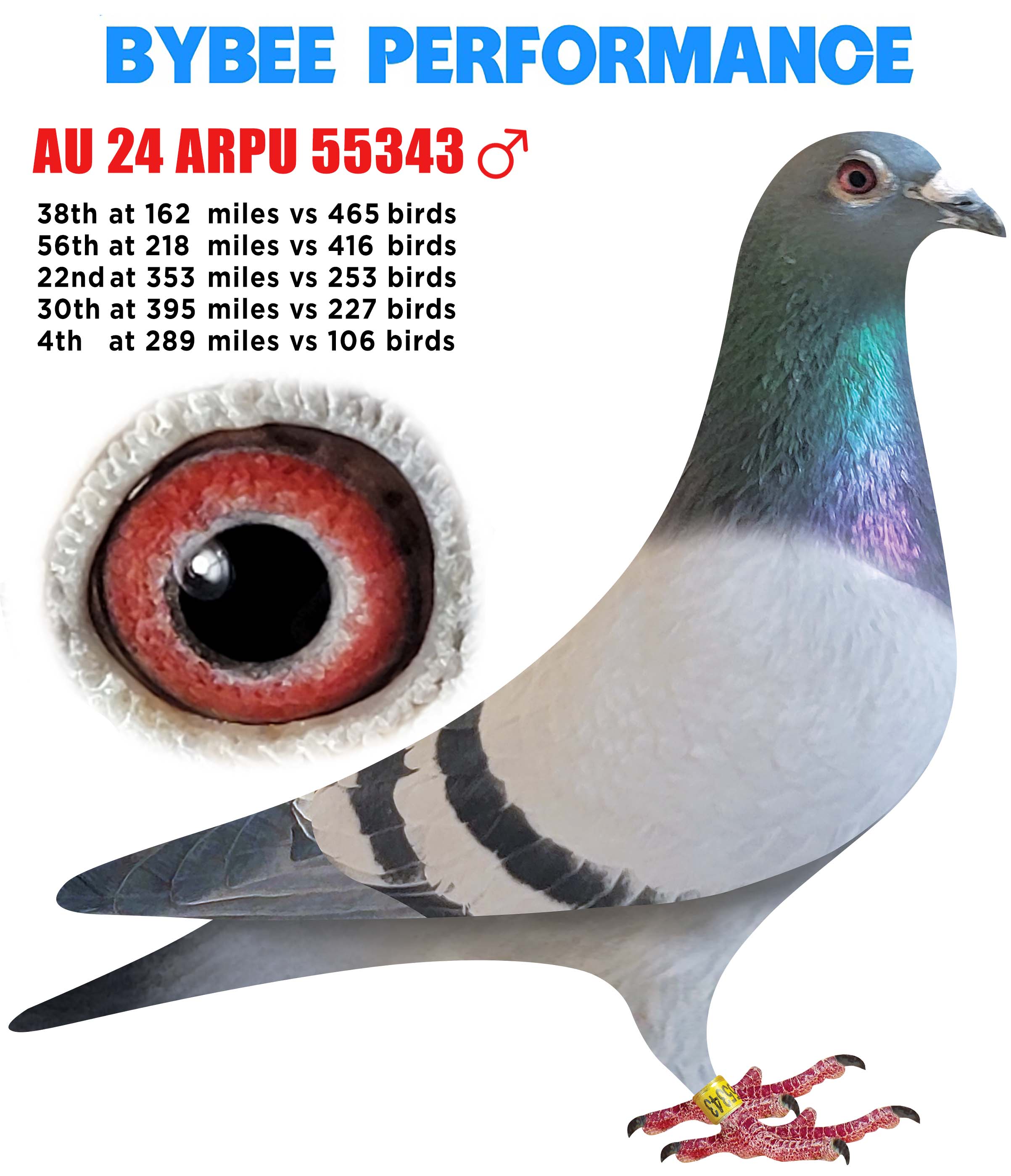 AU 24 ARPU 55343 BB Cock