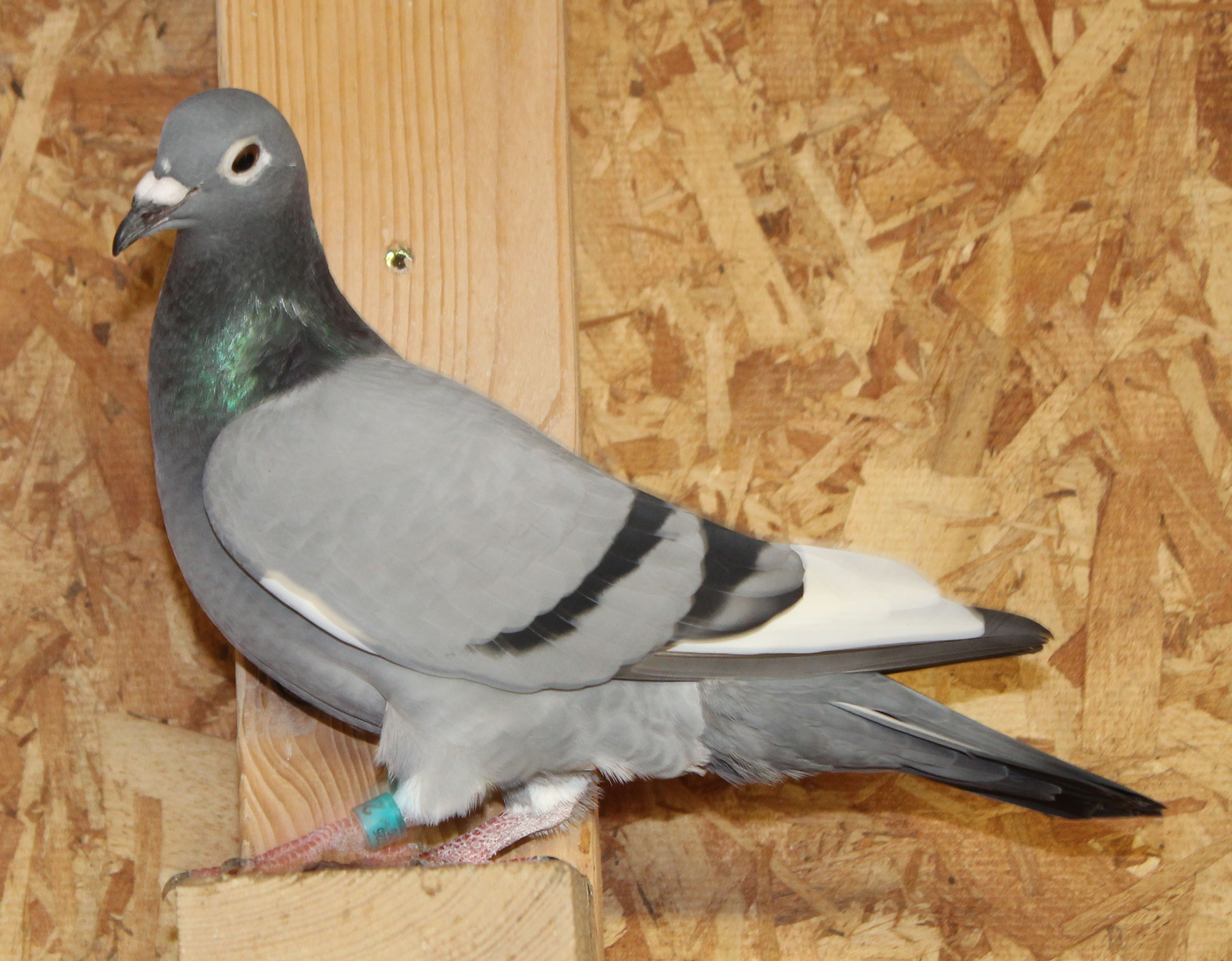 Linebred Sagan × De Kannibaal Hen