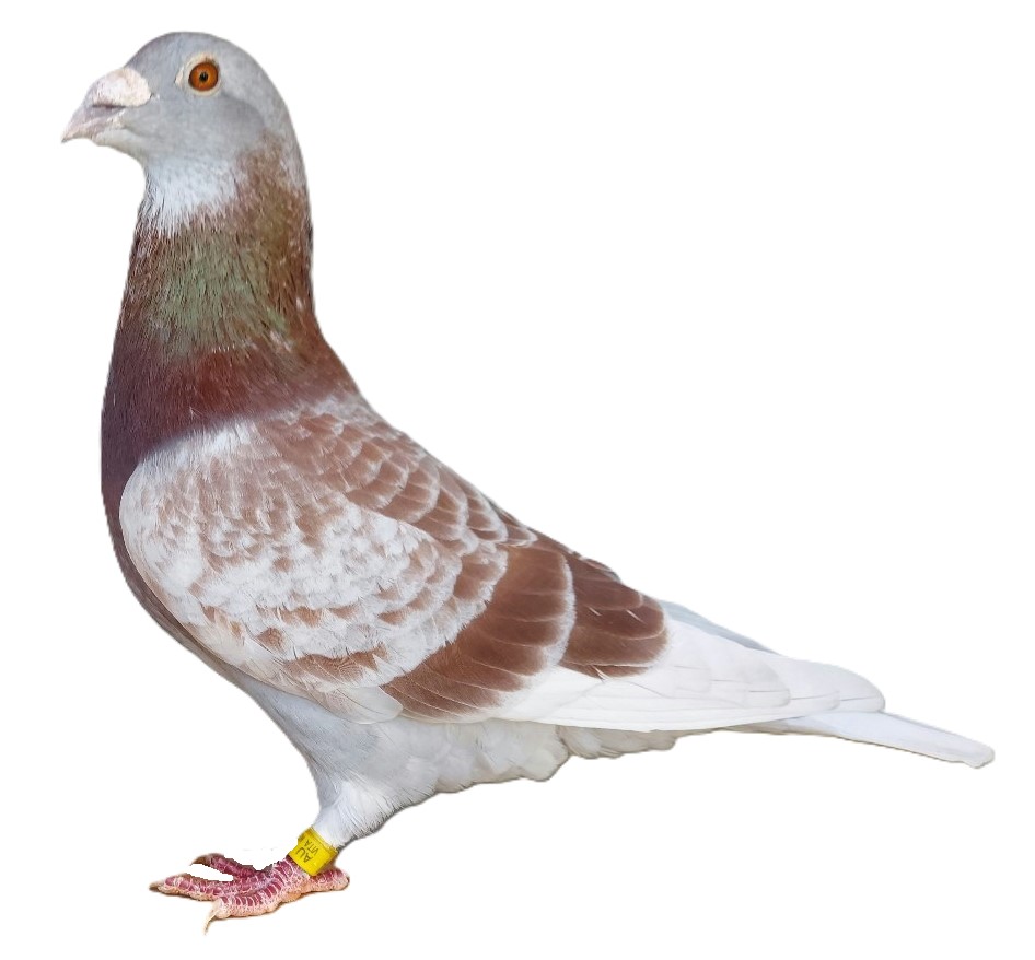 100% Pure Janssen Cock