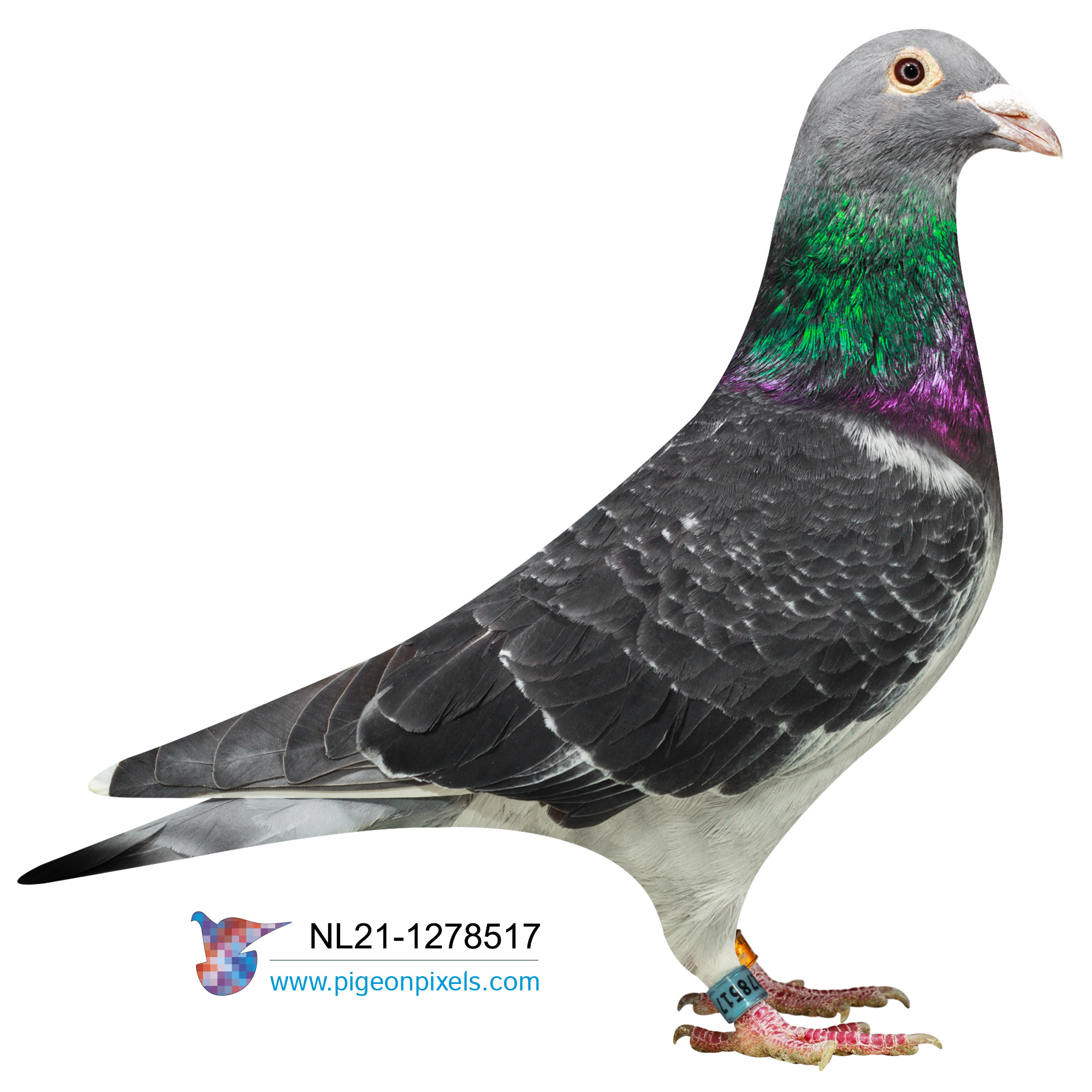 NL 21 1278517 DCWF Cock