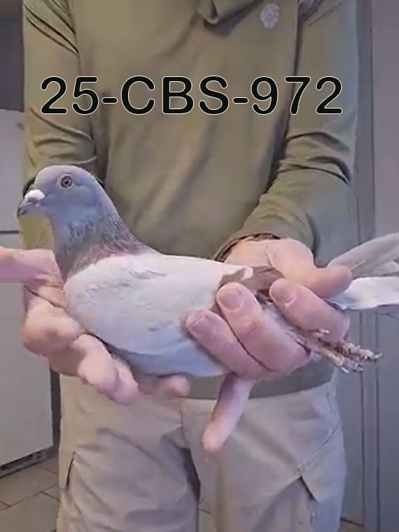 25-CBS-972 Silver cock.