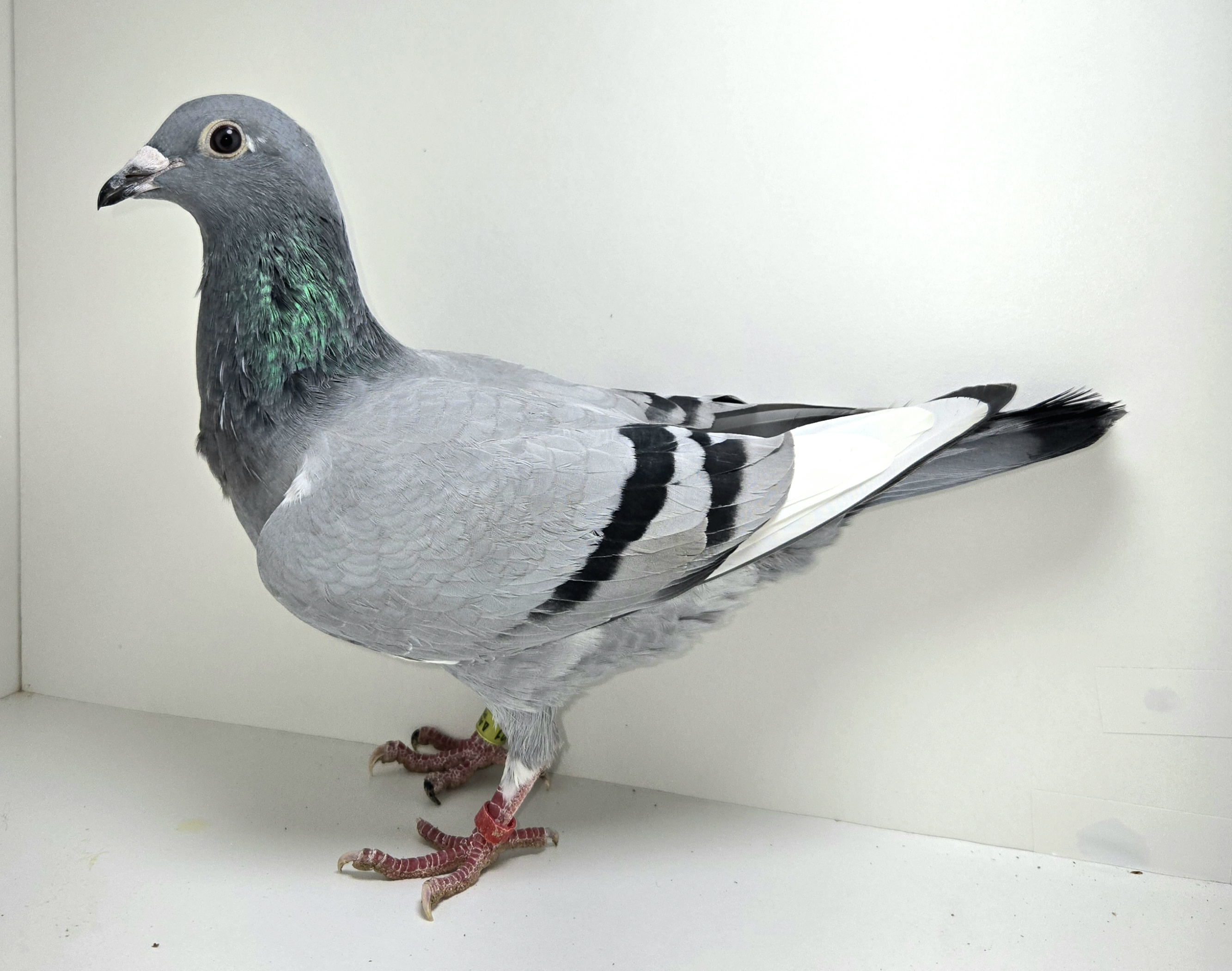 PEACH-25531-25 BBWF Hen