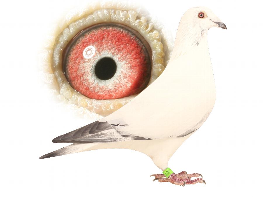 Blizzard King Kittel Grandson 