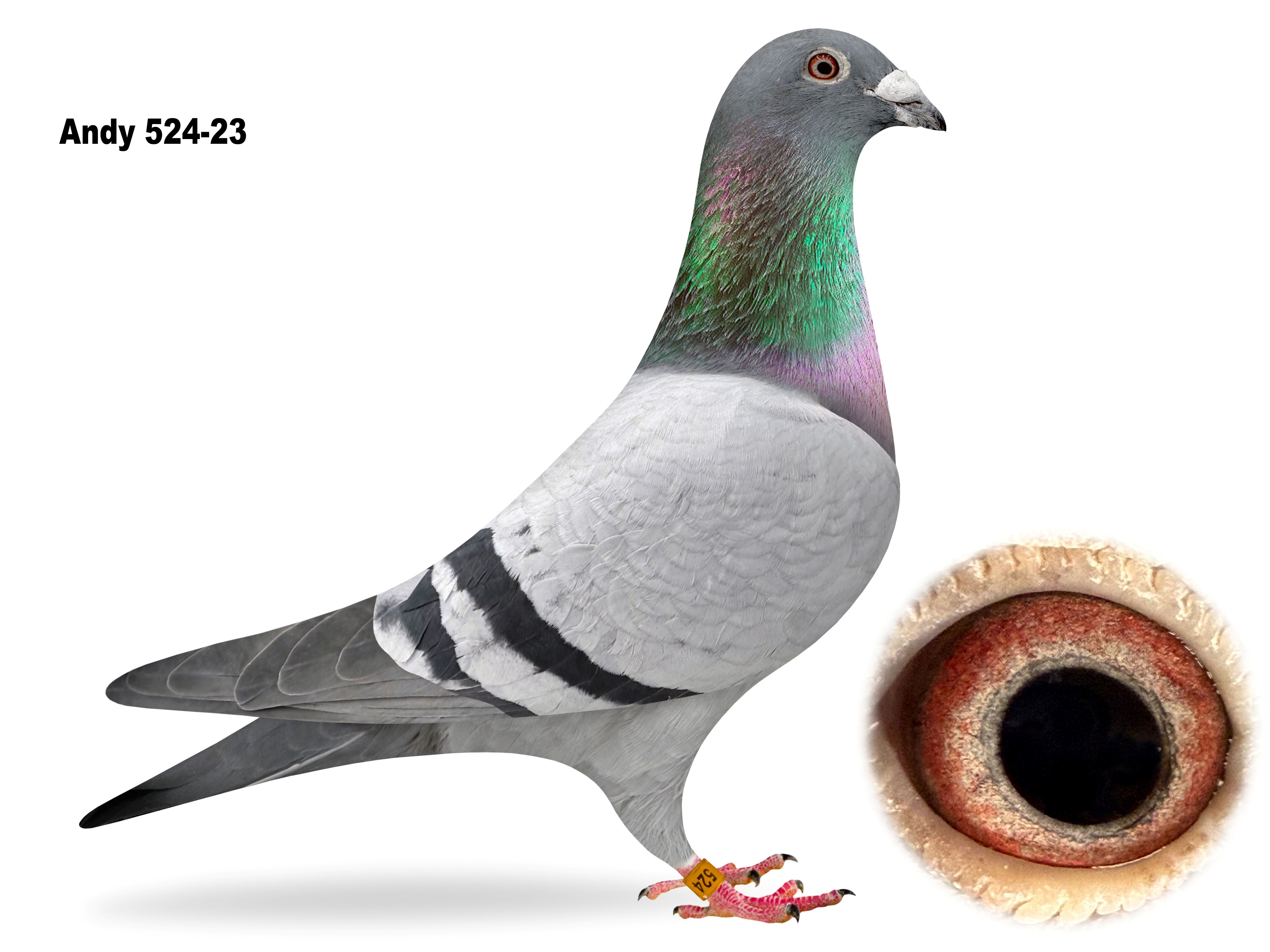 Andy-524-23