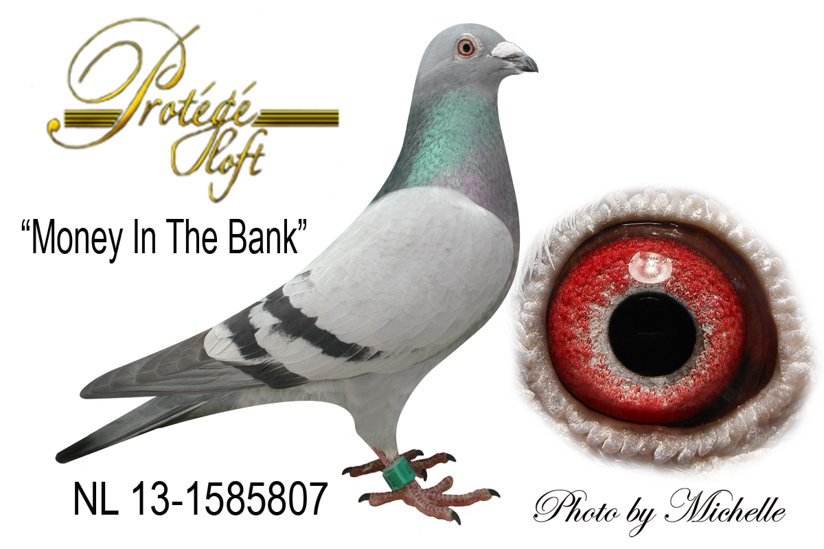 iPigeon.com - Racing Pigeon Auction