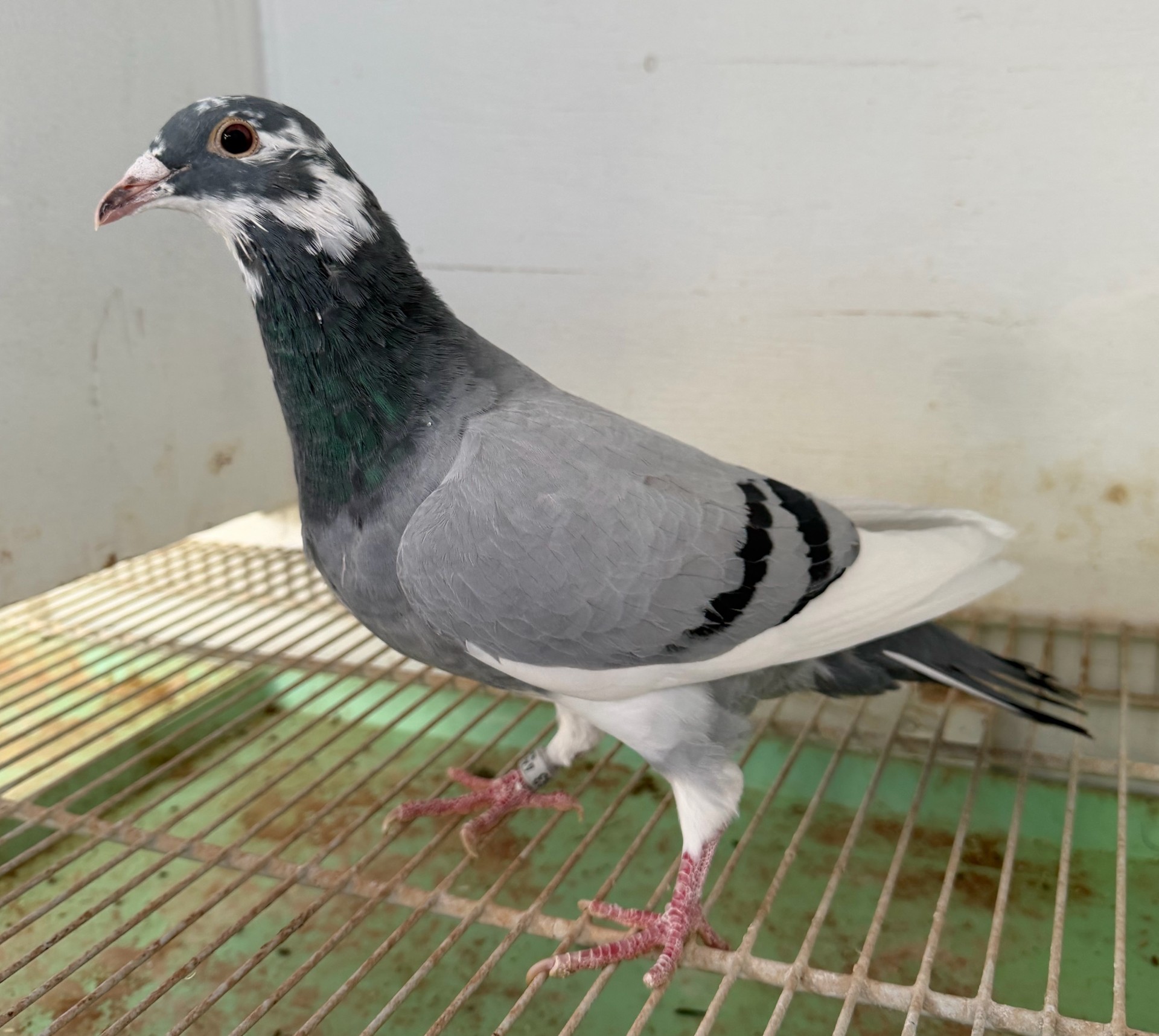 Saad x Mila over Brother Halover x Miss Laurice, Over Inbred Night Jewel Hen