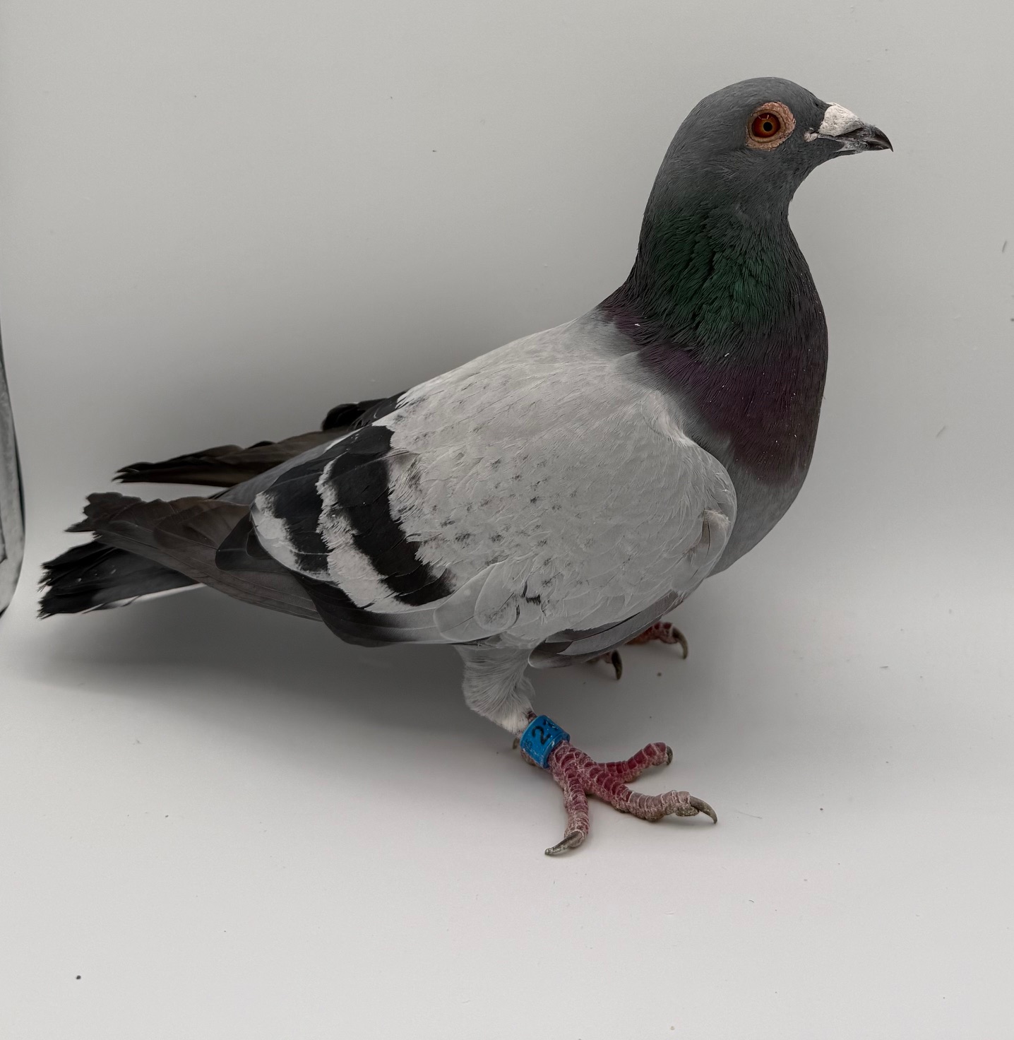 PROVEN PRODUCER OUT OF WOLVERINE AND NIGHT ANGEL LINES