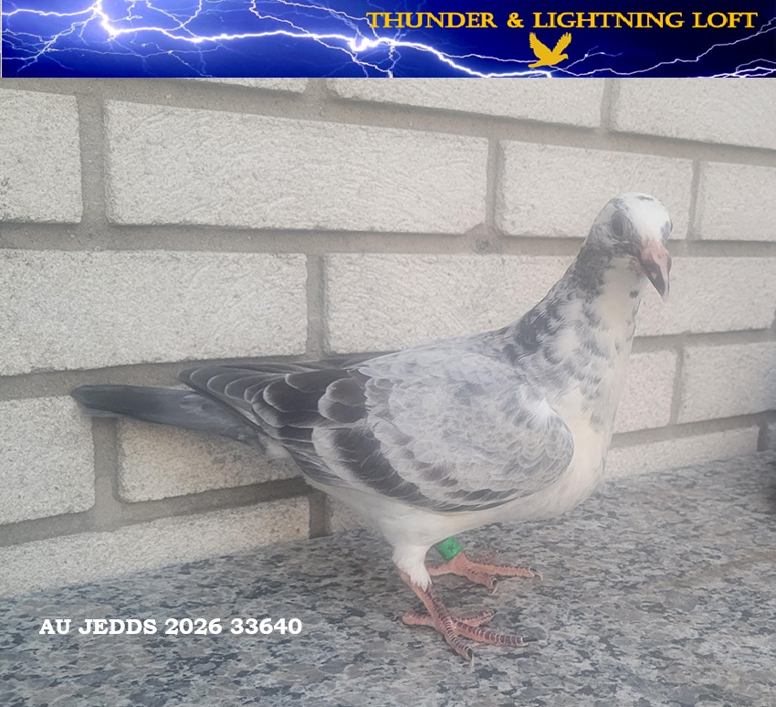 100% Line Bred Blizzard King Kittel