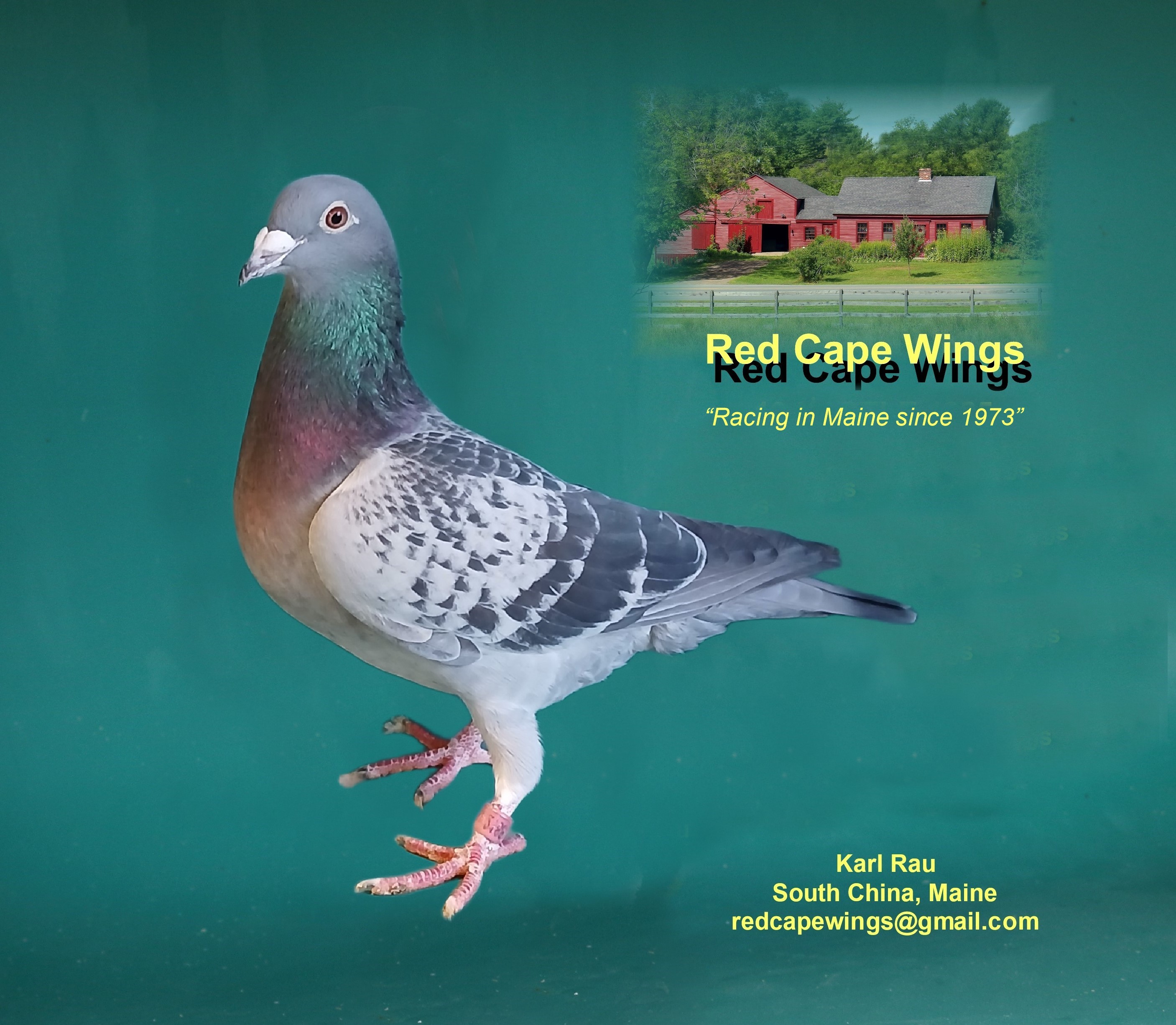 21 WIND 2188 BC Cock TOP Breeder