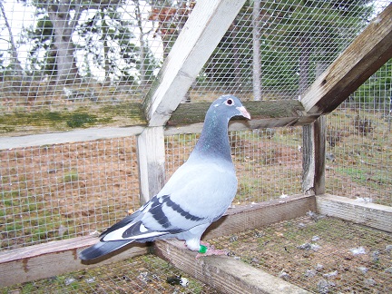 AU 2026 JEDDS "9534"