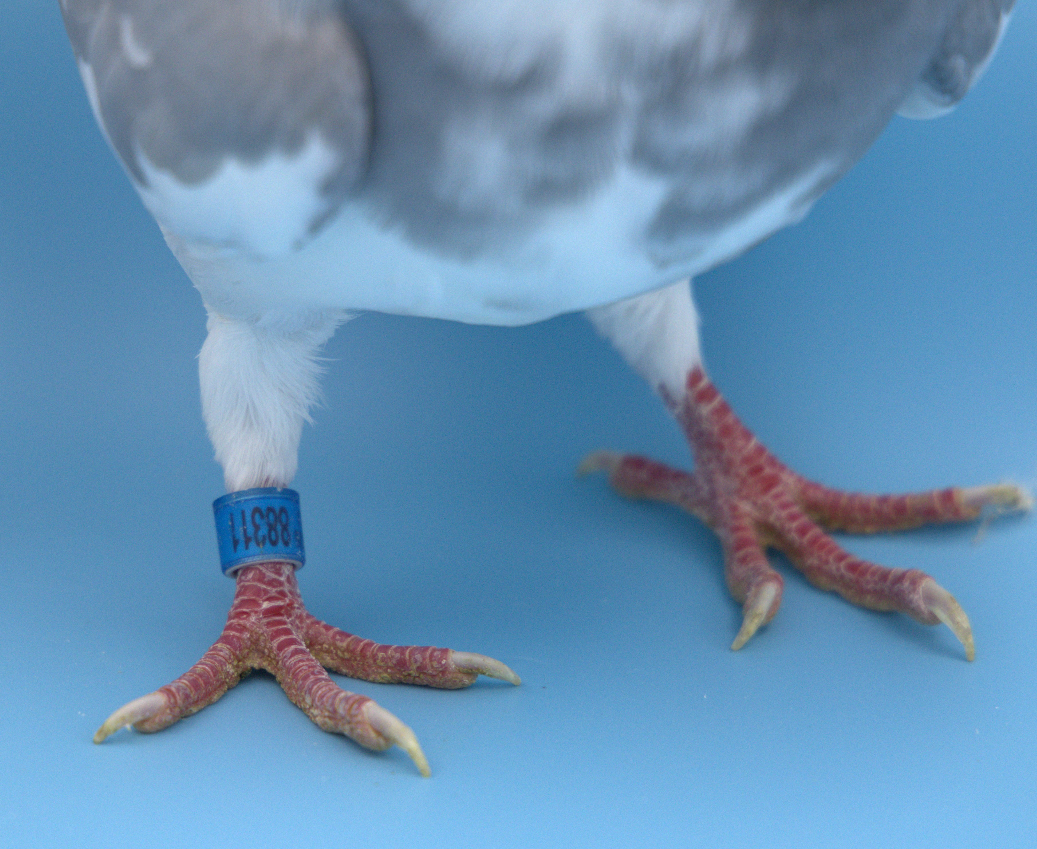 Preview Image 3