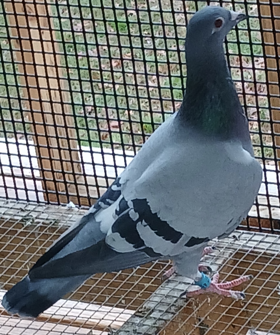 AO 2025 AA 39067 BLUE FLT. HEN