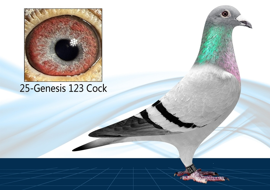 25-123(Cock)100% Arie Dijkstra