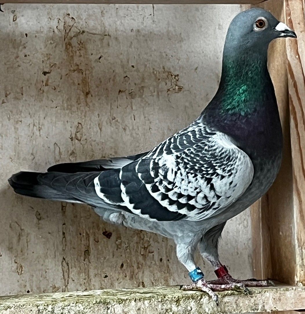 IF-25-TFLMD-421- BLUE CHECKER COCK